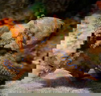 Glass Bottom Boat  Entry at AQWA - Tourism Guide