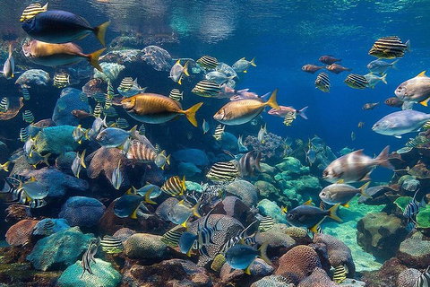 Glass Bottom Boat & Entry At AQWA - Tourism Guide 3