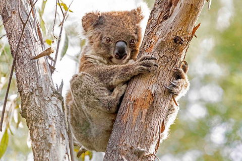 Wild Australian Wildlife 4WD Tour From Sydney - Tourism Guide 1