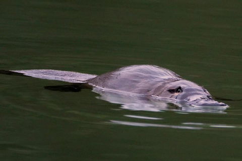Wild Australian Wildlife 4WD Tour From Sydney - Tourism Guide 2