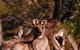 Wild Australian Wildlife 4WD Tour From Sydney - thumb 3