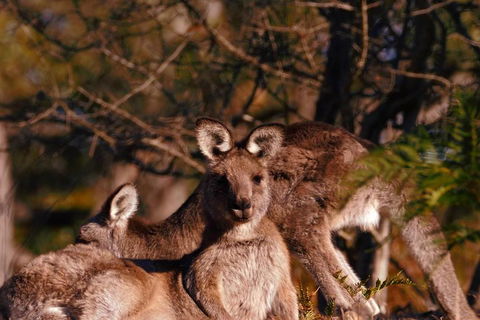 Wild Australian Wildlife 4WD Tour From Sydney - Tourism Guide 3