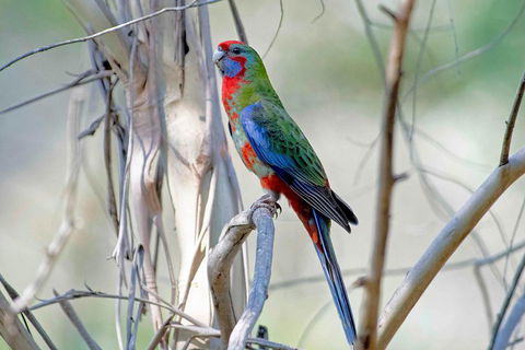 Wild Australian Wildlife 4WD Tour From Sydney - Tourism Guide 5