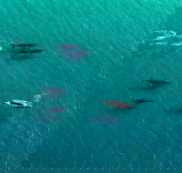 40-45 Minute Port Stephens and Stockton Beach Helicopter Flight - For 2 - Tourism Guide