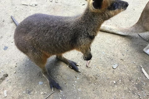 Cairns City Tour - Tourism Guide 2