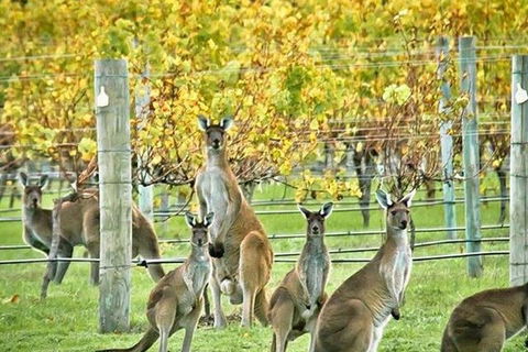 Margaret River Indulge And Discover Day Tour - Tourism Guide 0
