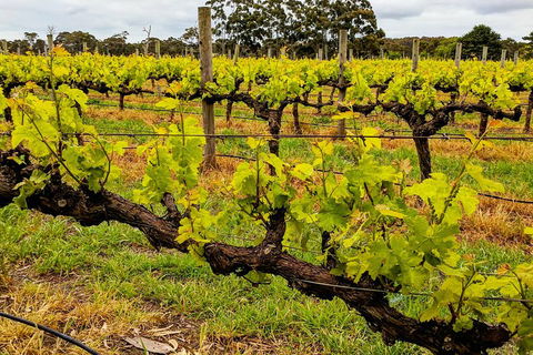Margaret River Indulge And Discover Day Tour - Tourism Guide 5