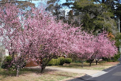 Blue Mountains - Travel Search 1