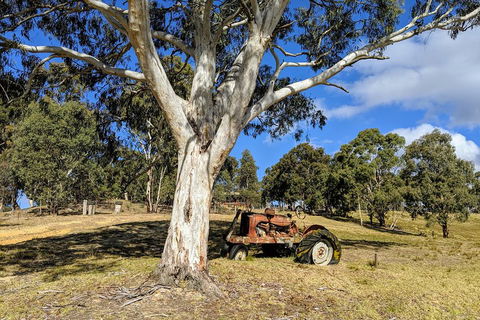 Blue Mountains Private Tour - Wild Kangaroos, Waterfalls And The Three Sisters - Travel Search 1