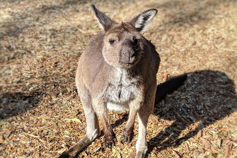 Blue Mountains Private Tour - Wild Kangaroos, Waterfalls And The Three Sisters - Travel Search 2