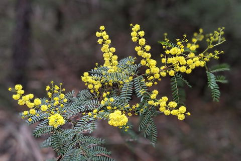 Blue Mountains Private Tour - Wild Kangaroos, Waterfalls And The Three Sisters - Travel Search 4