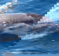 Jervis Bay Dolphin Watch Cruise - Tourism Guide