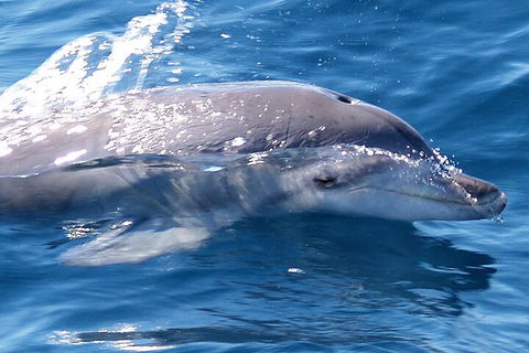 Jervis Bay Dolphin Watch Cruise - Tourism Guide 0