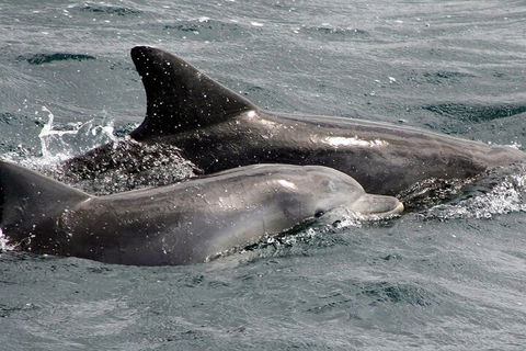 Jervis Bay Dolphin Watch Cruise - Tourism Guide 2