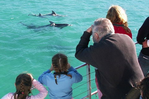 Jervis Bay Dolphin Watch Cruise - Tourism Guide 4