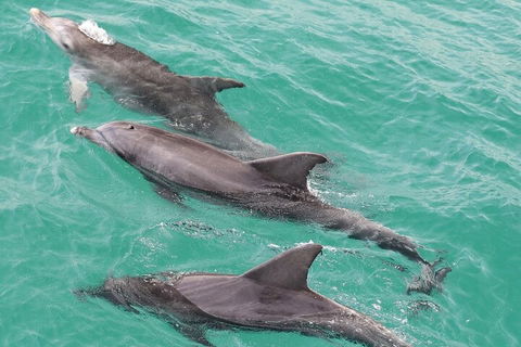 Jervis Bay Dolphin Watch Cruise - Tourism Guide 5