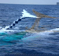 Whale Watching Jervis Bay - Tourism Guide