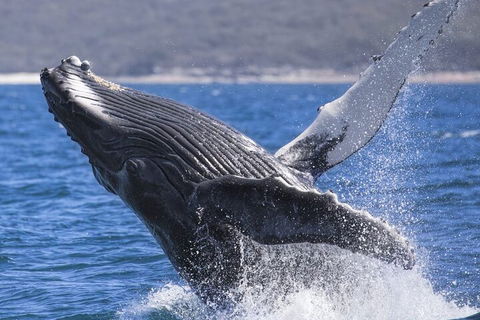 Whale Watching Jervis Bay - Tourism Guide 2