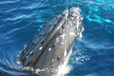 Whale Watching Jervis Bay - Tourism Guide 3