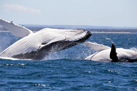 Whale Watching Jervis Bay - Tourism Guide 5