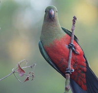 Inside the Greater Blue Mountains World Heritage - A Wildlife Safari Overnight - Tourism Guide