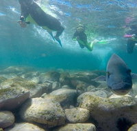 Manly and Shelly Beach Snorkeling Tour - Tourism Guide