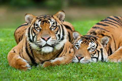 The Ultimate Gold Coast Attractions Pass - Cruises Travel 2