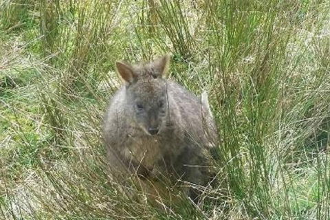 Leven Canyon Day Trip Including Wings Wildlife Park Or Gunns Plains Caves - Tourism Guide 3