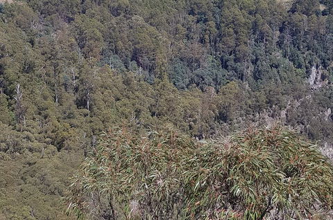 Leven Canyon Day Trip Including Wings Wildlife Park Or Gunns Plains Caves - Tourism Guide 4