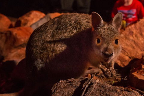 Alice Springs Desert Park Nocturnal Tour - Tourism Guide 3