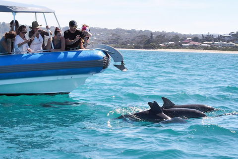 Seal Island Boat Tour From Victor Harbor - Travel Search 5