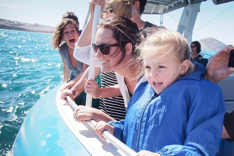 Southern Ocean Adventure From Victor Harbor - Tourism Guide 4