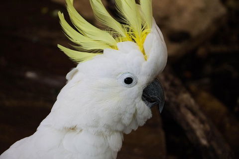 Cairns ZOOM And Wildlife Dome - Tourism Guide 2