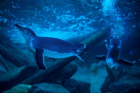 SEA LIFE Sunshine Coast Aquarium Entrance Ticket - Tourism Guide 1