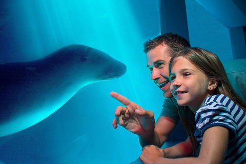 SEA LIFE Sunshine Coast Aquarium Entrance Ticket - Tourism Guide 2