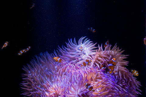 SEA LIFE Sunshine Coast Aquarium Entrance Ticket - Tourism Guide 4