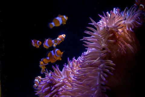 SEA LIFE Sunshine Coast Aquarium Entrance Ticket - Tourism Guide 5