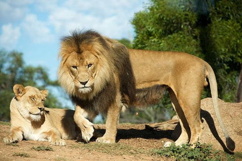 Werribee Open Range Zoo General Admission Ticket - Tourism Guide 1