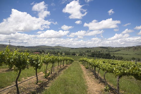 Hunter Valley Wine Tour From Sydney Incl Lunch, Cheese, Chocolate And Distillery - Travel Agents 0