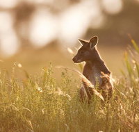 Sunset Blue Mountains Wilderness  Wildlife Tour without the crowds - Tourism Guide