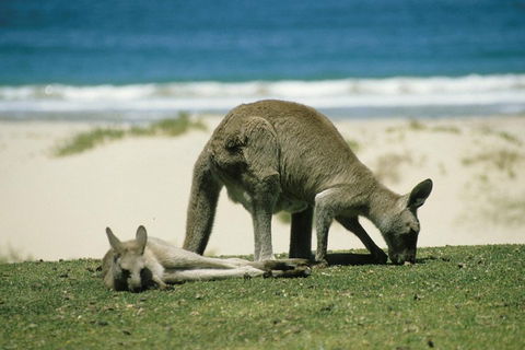 Great Ocean Road Highlights Tour - 2 Days, 1 Night - Tourism Guide 2