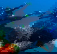 Scuba Dive the S.S. Yongala Wreck on the Great Barrier Reef. - Tourism Guide