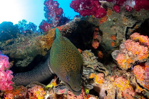 Scuba Dive The S.S. Yongala Wreck On The Great Barrier Reef. - Travel Agents 1